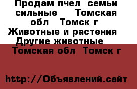 Продам пчел, семьи сильные.  - Томская обл., Томск г. Животные и растения » Другие животные   . Томская обл.,Томск г.